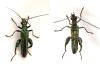 Oedemera nobilis